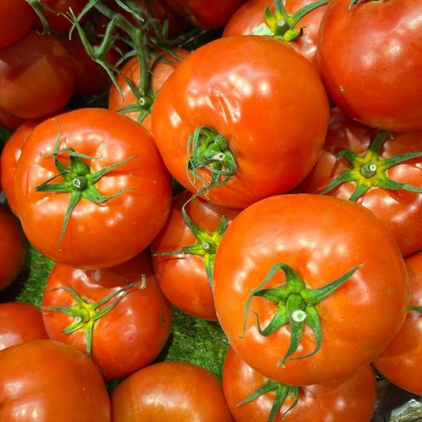 Rijpe tomaten aan de tros